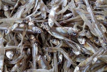 هرمزگان| صادرات 3200 تن ماهی خشک از جزیره قشم