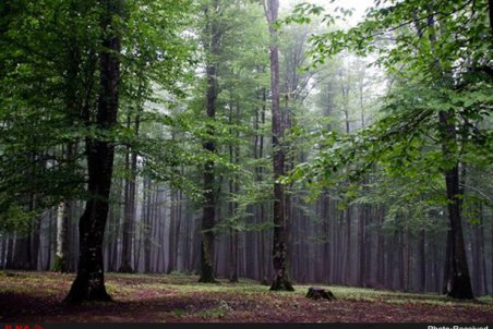 گیلان| روند نابودی جنگل‌های هیرکانی با سدسازی سرعت می‌گیرد