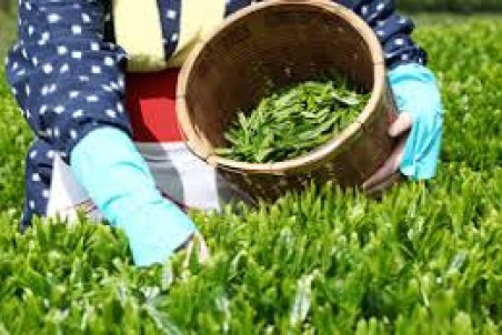 گیلان| قیمت خرید تضمینی برگ سبز چای افزایش یافت