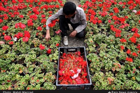 مرکزی| خار مشکلات پیش پای پایتخت گل ایران