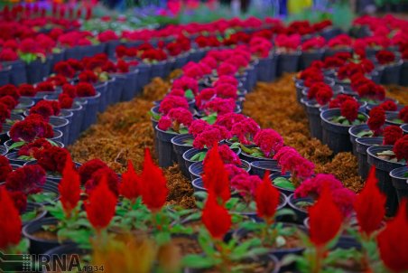 مرکزی| برپایی نمایشگاه گل و فضای سبز در اراک