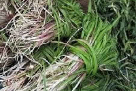 بن سرخ ایرانی ضد سرطان سینه است