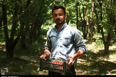 خراسان شمالی| برداشت گیلاس از باغ ها