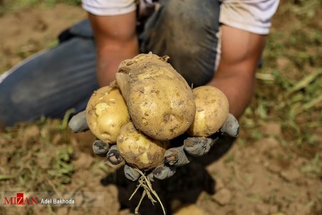 همدان| نقش پررنگ دلالان در افزایش قیمت سیب‌زمینی
