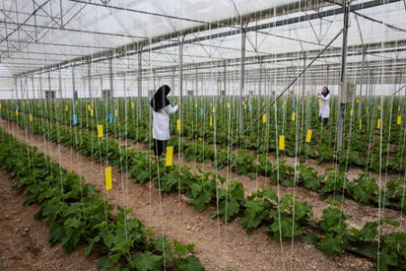 همدان| حرکت در مسیر کشت گلخانه‌ای