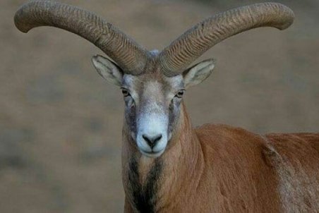 قوچ و میش پس از ۱۰ سال خشکسالی به منطقه سرباز بازگشتند