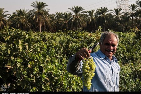 خوزستان| برداشت انگور از تاکستان غزاویه کارون