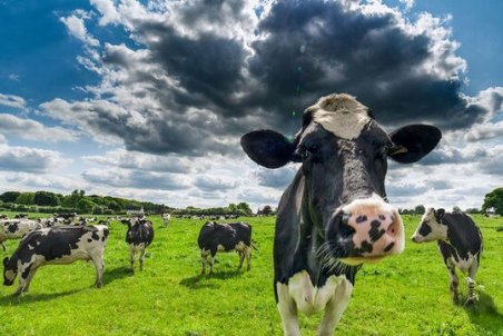 نقش باکتری روده در تولید شیرهای خوش طعم