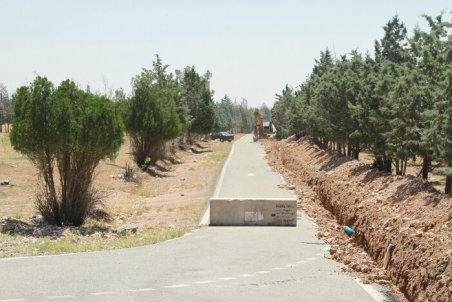 البرز| مرگ تدریجی درختان هشتگرد