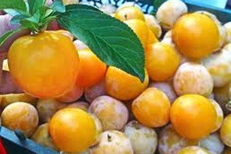 تهران| افزايش برداشت آلو قطره طلا از باغ هاي شهريار