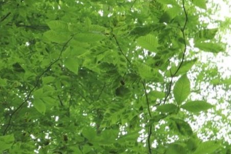 کشف یک درخت شجره نامه در چین