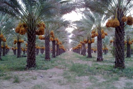 کرمان| خوشه‌بندی در گرمای 50 درجه