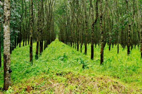 همدان| هزار هکتار به ذخیره‌گاه جنگلی همدان افزوده می‌شود