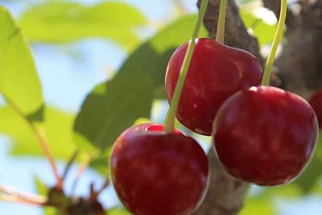 زازران؛ شهر مرواریدهای سرخ