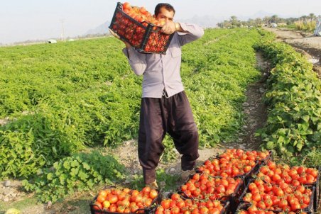 گلستان| دست دلالان در جیب کشاورزان