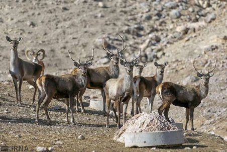 بهره‌مندی از شیوه‌های نوین برای حفاظت گونه‌ها و زیستگاه‌ها الزامی است