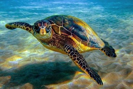 ردیابی گونه‌های دریایی در خطر انقراض با کمک شرکت‌های دانش بنیان