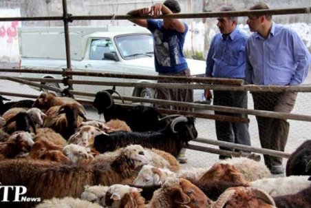 کهگیلویه و بویر احمد| دردسر میدان عرضه دام زنده برای شهروندان دهدشت