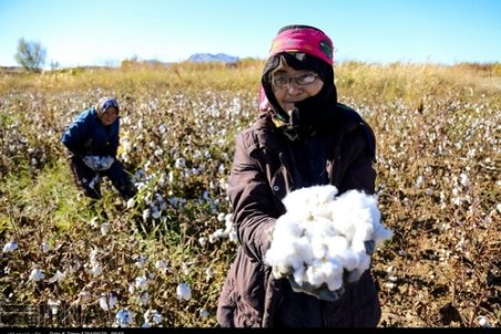 گلستان| امید به احیای کشت پنبه در گلستان