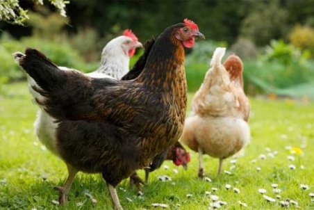 اصفهان| مبارزه با نیوکاسل در اردستان