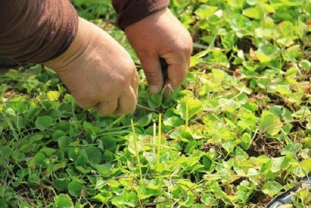 درآمدزایی با برداشت گیاهان دارویی