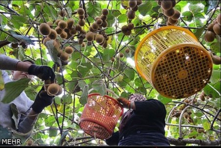 مازندران| خام فروشی مشکل اصلی کشاورزی در مازندران