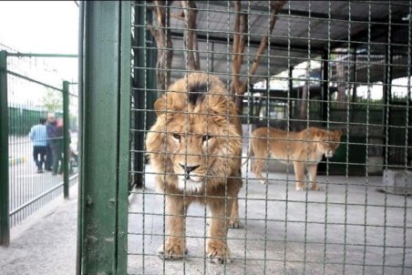 استاندارد باغ وحش‌ها افزایش می‌یابد