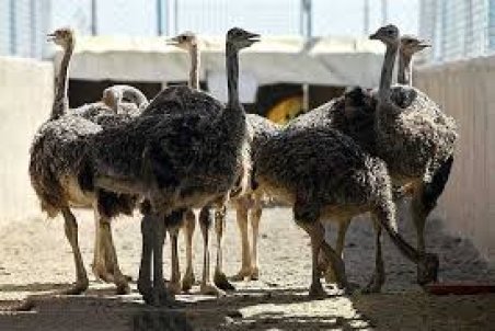 سمنان| سالانه 1200 تن گوشت شترمرغ در سمنان تولید می‌شود