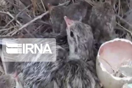 احیا زیستگاه‌های سراوان موجب زاد و ولد مجدد پرندگان وحشی شد