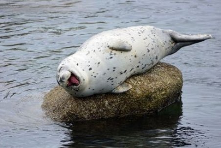 کاهش جمعیت فوک خزری در ایران