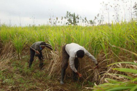 خوزستان| سطح زیر کشت نیشکر در خوزستان افزایش یافت