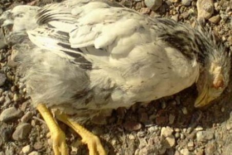 آغاز واکسیناسیون طیور بومی علیه بیماری نیوکاسل