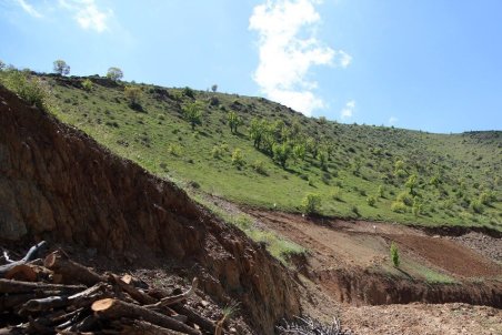 ۱۱۰ هزار هکتار از جنگل‌های کشور غنی‌سازی می‌شود