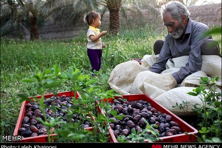کرمان| حال ناخوش خرمای کرمان