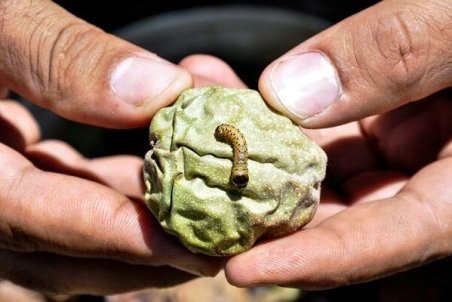 کرمان| گردوی کرمان اسیر مشکلات