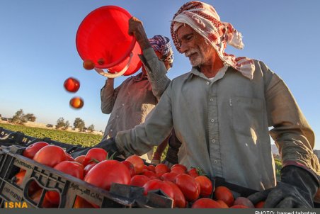 کردستان| وعده سر خرمن به گوجه کاران