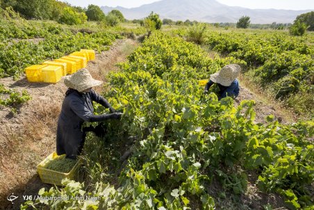 همدان| آمادگی برای برگزاری جشن جهانی‌شدن انگور