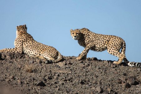 خراسان شمالی| تنگ شدن عرصه بر یوزپلنگ‌ها