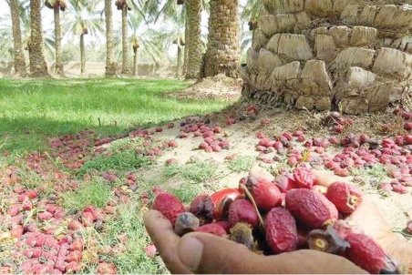 کرمان| ریزش خرما پیش از شروع فصل خرماپزان