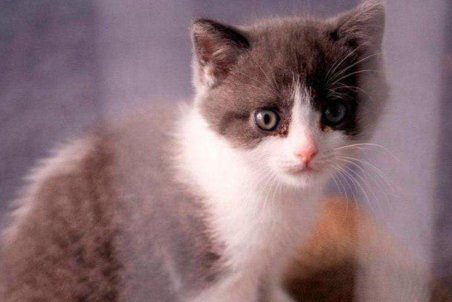 عرضه اولین گربه تولیدشده با سلول‌های بنیادین