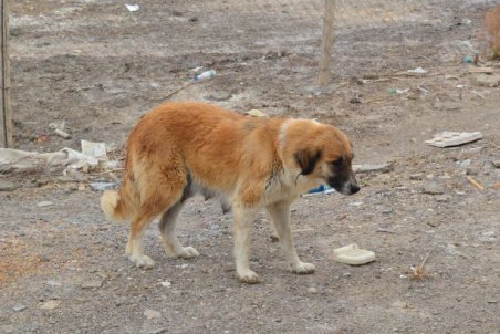 کردستان| تکرار مصیبت سگ‌کشی