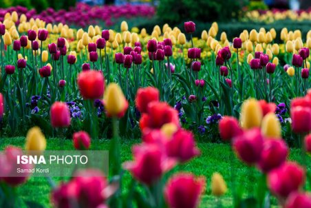 جشنواره لاله‌های سال 1400 در کاخ مروارید برگزار می‌شود