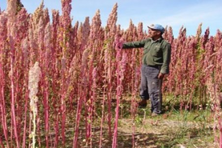 خراسان رضوی| محصول کینوا روی دست کشاورزان
