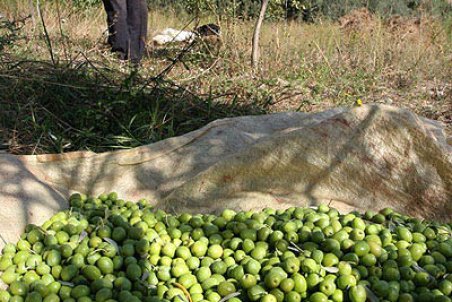 زنجان| خام فروشی معضل زیتون‌کاران