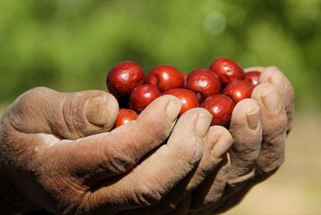 خراسان جنوبی| خام فروشی تنها سهم کشاورزان از عناب