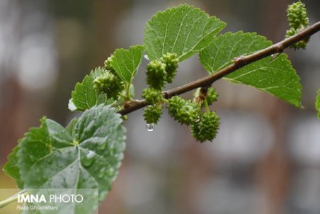 ورود توده هوای خنک به مناطق شمالی ایران