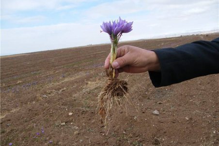 آذربایجان غربی| توسعه کشت زعفران در آذربایجان غربی