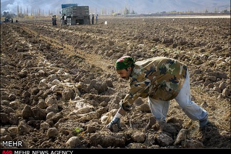 آذربایجان غربی| آغاز برداشت چغندرقند در آذربایجان غربی