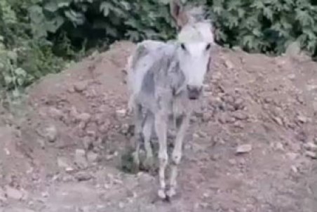 مازندران| عامل حیوان‌آزاری دستگیر شد