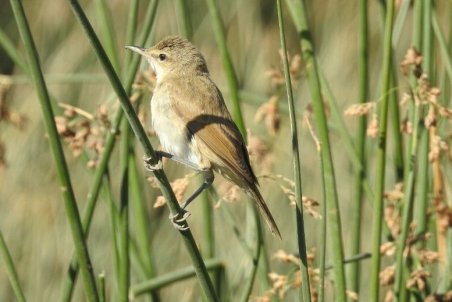 شهرکرد|گونه کمیاب سسک تالابی خاوری در تالاب گندمان مشاهده شد